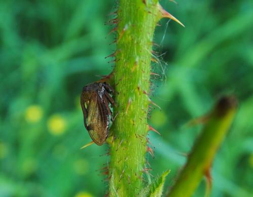 Centrotus cornutus
